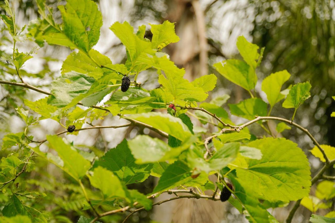 Pousada Dunasol Floripa フロリアノポリス エクステリア 写真